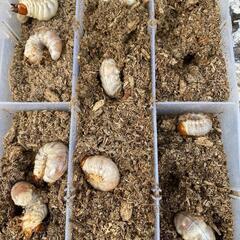 【材割採集】山梨県産オオクワガタ幼虫５匹（詳細産地あり）