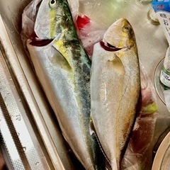 沼津付近で一緒に釣りする友達探してます🎣