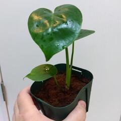 元気なモンステラ　緑色スリット鉢　観葉植物