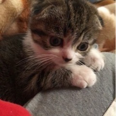 スコティッシュの垂れ耳の子猫メス − 埼玉県