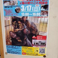 3月17日東尾道で保護猫の譲渡会