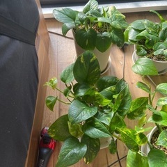 観葉植物ポトス残り2鉢