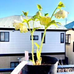 クリスマスローズ】ピエラ（5号ポリ鉢付き）写真現物・開花株・認定