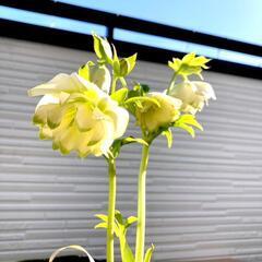 クリスマスローズ】ピエラ（5号ポリ鉢付き）写真現物・開花株・認定