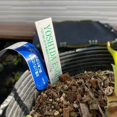 【クリスマスローズ】ピエラ（5号ポリ鉢付き）写真現物・開花株・認定タグ付き