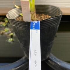 【クリスマスローズ】ピエラ（5号ポリ鉢付き）写真現物・開花株・認定タグ付き