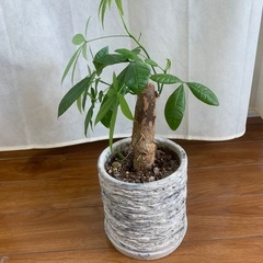 植木鉢　パキラ入り