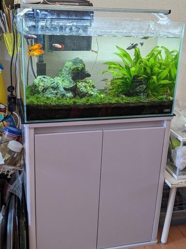 ADA水槽セット+熱帯魚