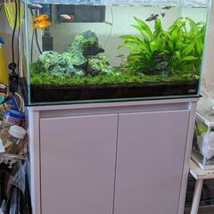 ADA水槽セット+熱帯魚