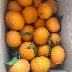 夏みかん🍊