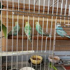 セキセイインコ　4　里親決まりました