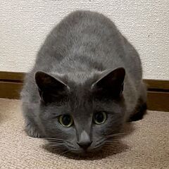 里親さん決定　グレー色の美猫ちゃん　8ヶ月