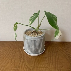 観葉植物　斑入りモンステラ　ハーフムーン