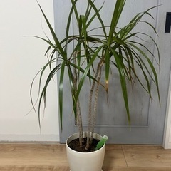 観葉植物　ドラセナ