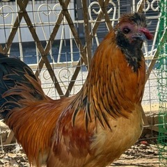 イケメンアローカナ　烏骨鶏の画像