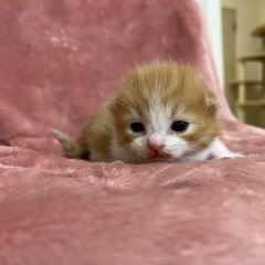 【一時応募停止】2/20産まれ白茶ハチワレ可愛い子猫