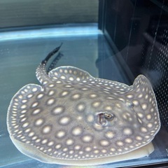 淡水エイ 雄 ダイヤモンドポルカ×ポルカドットスティングレイ