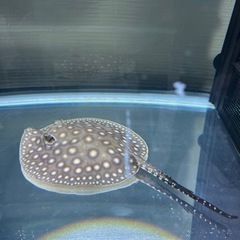 淡水エイ 雄 ダイヤモンドポルカ×ポルカドットスティングレイ