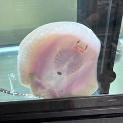 淡水エイ 雄 ダイヤモンドポルカ×ポルカドットスティングレイ