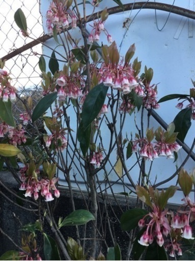 2ピンクシャンデリア 120センチ＊