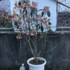 2ピンクシャンデリア 120センチ＊