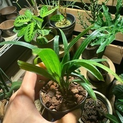 シュロチク　観葉植物