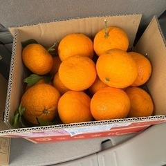 無農薬の夏みかん🍊