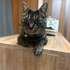 猫お譲りいたします