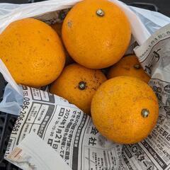 小さな八朔みかん🍊クレソン