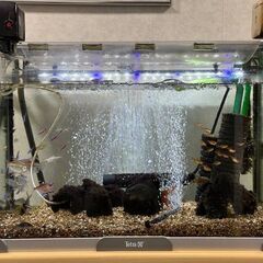 熱帯魚（生体）と水槽等の飼育器具　取りに来てくださる方限定