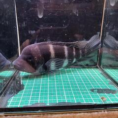アフリカンシクリッド、フロントーサ17cm～18cm