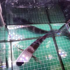 アフリカンシクリッド、フロントーサ17cm～18cm