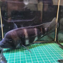 アフリカンシクリッド、フロントーサ17cm～18cm
