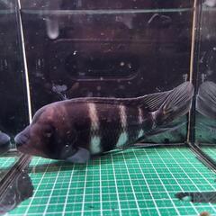 アフリカンシクリッド、フロントーサ17cm～18cm