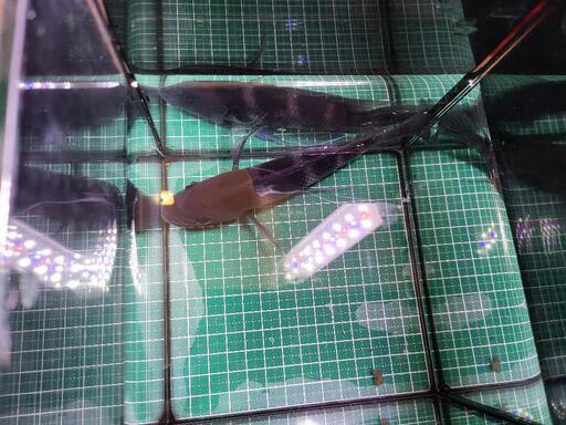 アフリカンシクリッド、フロントーサ17cm～18cm (クルビ) 福岡のその他  