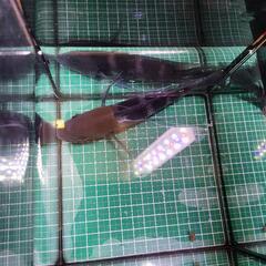 アフリカンシクリッド、フロントーサ17cm～18cm