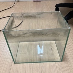 枠無しガラス水槽30cm×20cm