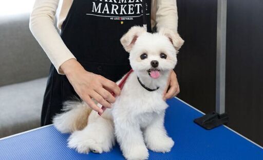 愛犬のお手入れ用トリミングテーブル！プロトリマーさんも使用、高さ調節アームリード付きで安心