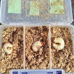 山梨県オオクワガタ材割採集