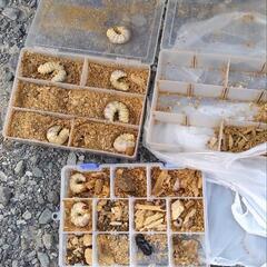 山梨県オオクワガタ材割採集