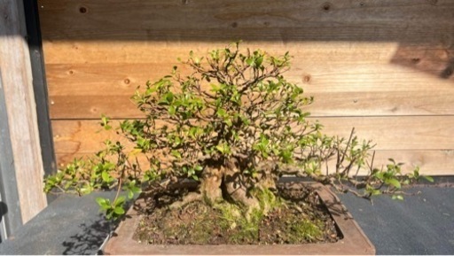 盆栽　皐月盆栽　さつき　桜鏡
