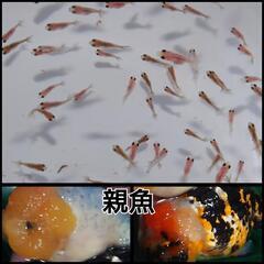 決定済みです。らんちゅう稚魚60匹◆江戸錦　