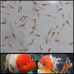 決定済みです。らんちゅう稚魚30匹◆江戸錦　蘭鋳