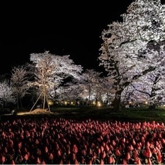 京都府立植物園　桜まつり - 地域/お祭り