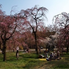 京都府立植物園　桜まつり - 京都市