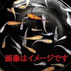 メダカミックス 20匹 成魚 ランダム各種