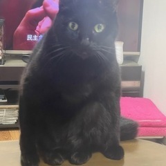 黒猫ちゃんとグレー猫ちゃんの兄弟 − 大阪府