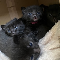 小熊みたいな黒猫4兄妹♡