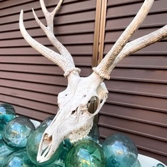 蝦夷鹿(エゾジカ)角付頭骨 北海道羅臼採取