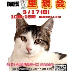 にゃんこねくと 3/17 保護猫里親会🐾